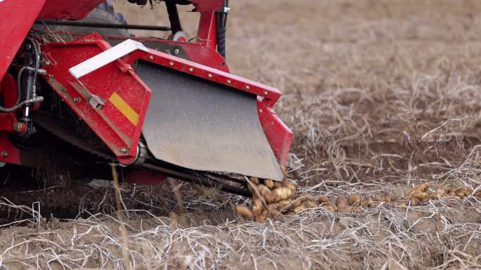 拖拉机和农业机械在秋季收获新鲜土豆的特写