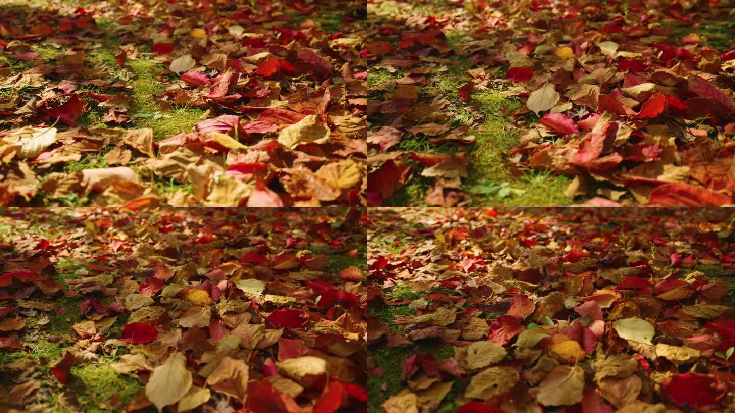 4k秋天地上的落叶