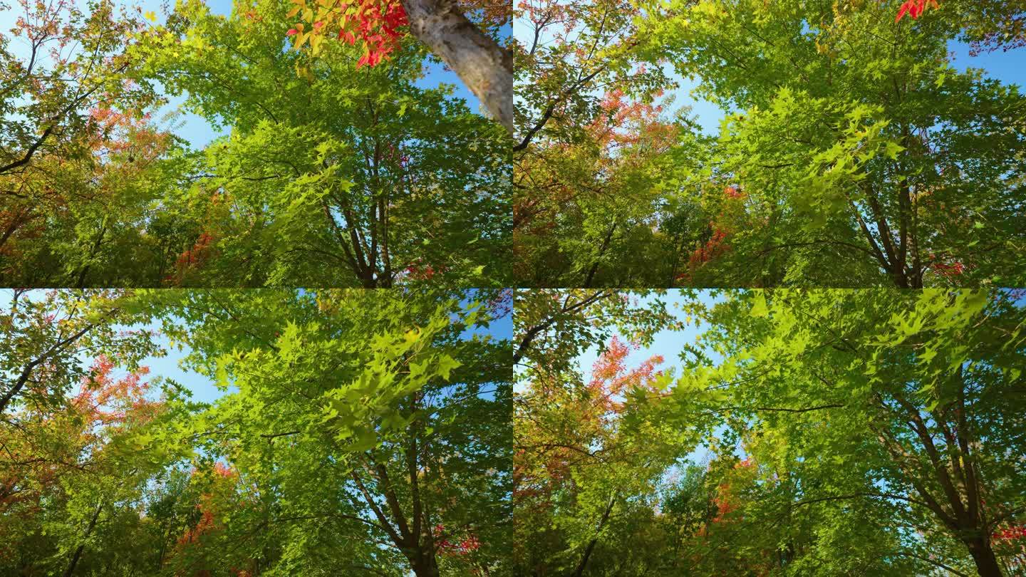 4K仰望唯美秋天红叶美丽的秋天