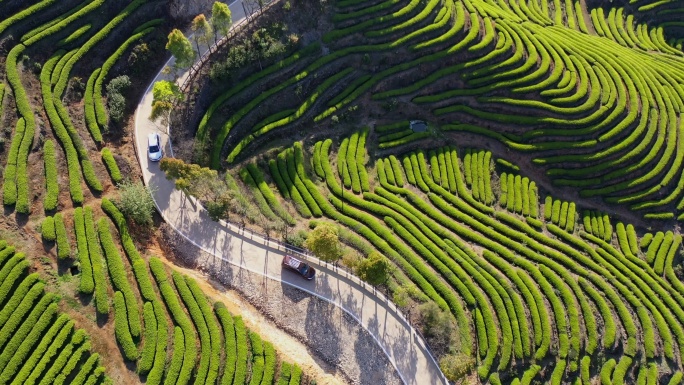 山路俯瞰春茶种植园