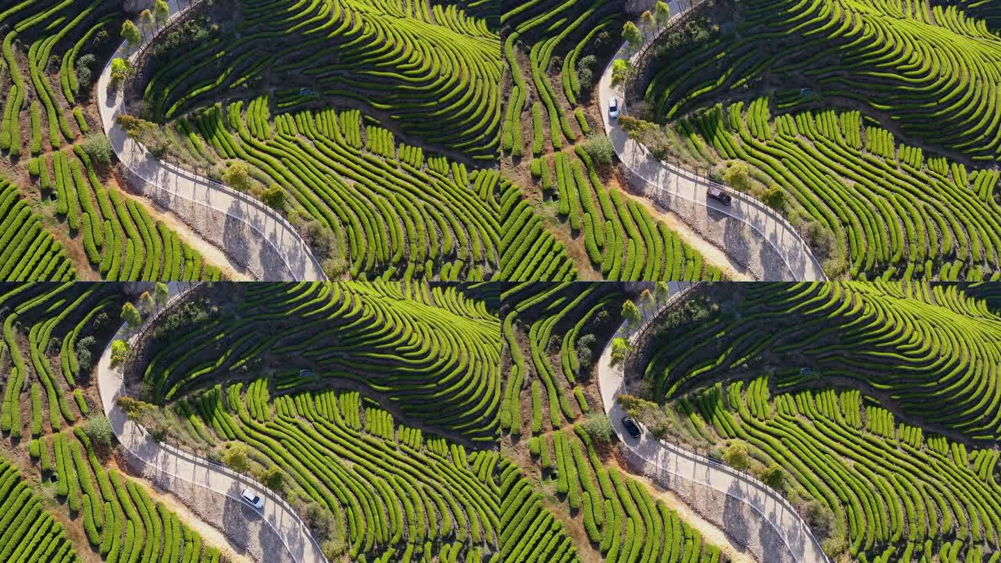 山路俯瞰春茶种植园