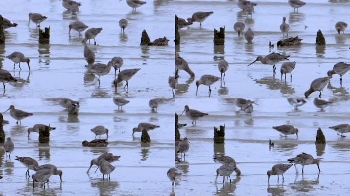 深圳湾的黑尾塍鹬