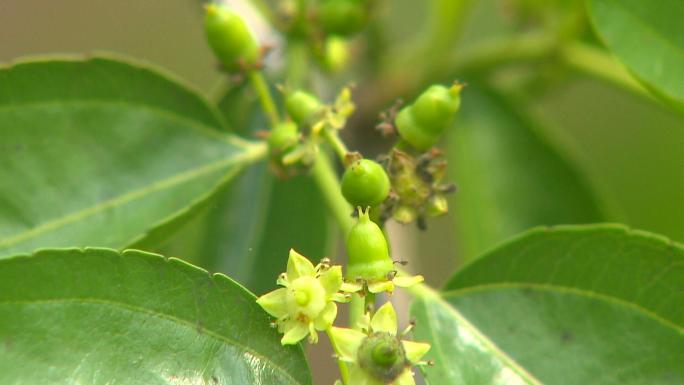 大棚冬枣开花期