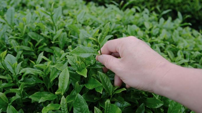 雨后在茶园里一手采茶