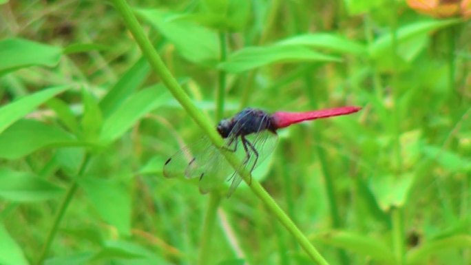 红蜻蜓昆虫蜻蜓蜻蜓花朵晚霞中的红蜻蜓