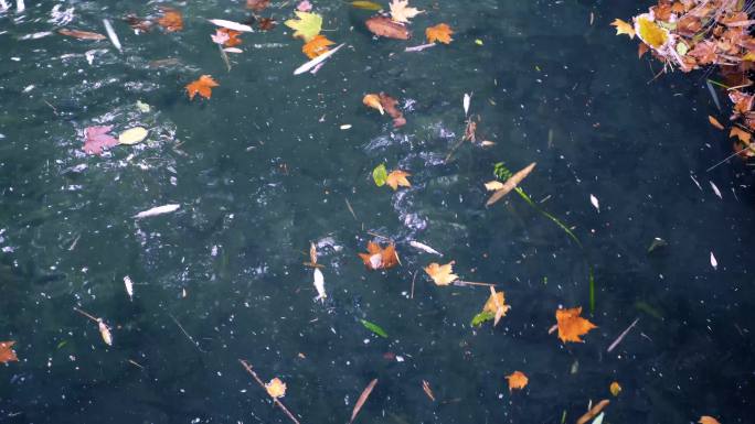 秋天湖面飘满落叶