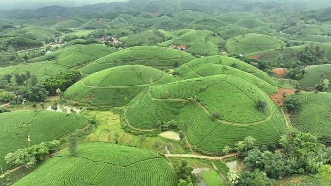 日出景色晨曦雾霭中的空中无人机摄像头飞越茶园露台，位于越南北部普陀省龙科山区