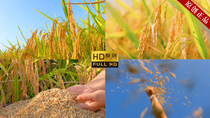 【原创拍摄可商用】大米 水稻 农业米稻谷