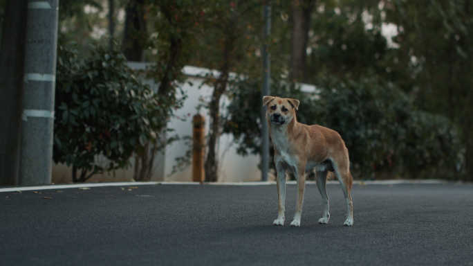 乡村道路上的中华田园犬