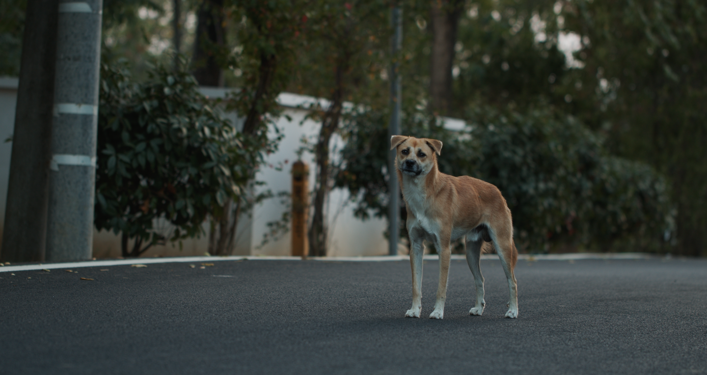 乡村道路上的中华田园犬