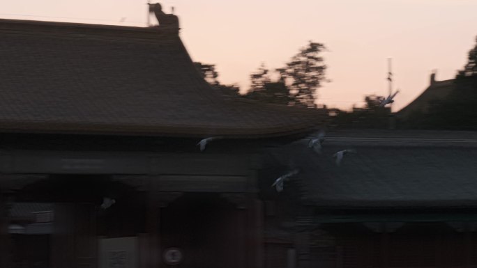 【原创】故宫午门前飞过的鸽子