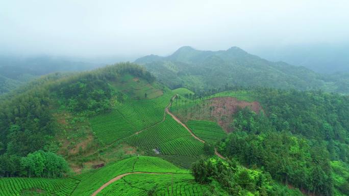 茶园 航拍 大盘山 茶山