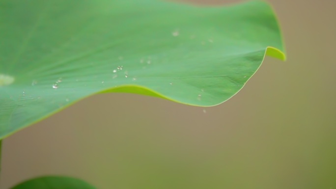 荷叶上的水滴慢动作