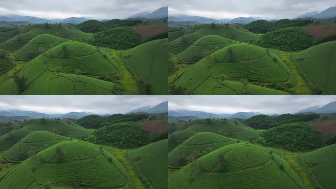 日出景色晨曦雾霭中的空中无人机摄像头飞越茶园露台，位于越南北部普陀省龙科山区