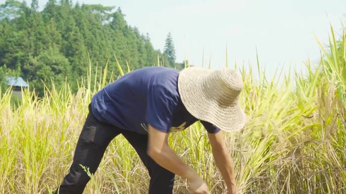 高山农户人工收割稻谷