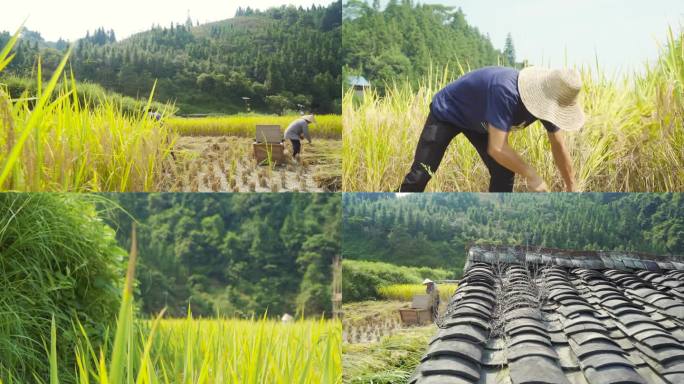 高山农户人工收割稻谷