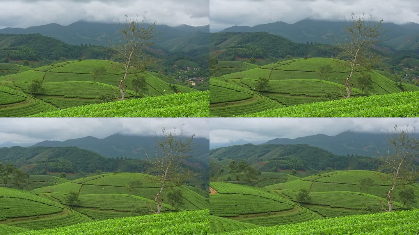 日出景色越南北部普陀省Long Coc山上带茶园露台的雾晨景