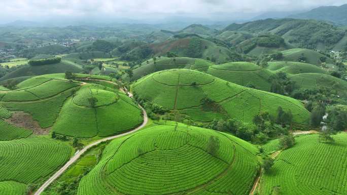 日出景色晨曦雾霭中的空中无人机摄像头飞越茶园露台，位于越南北部普陀省龙科山区