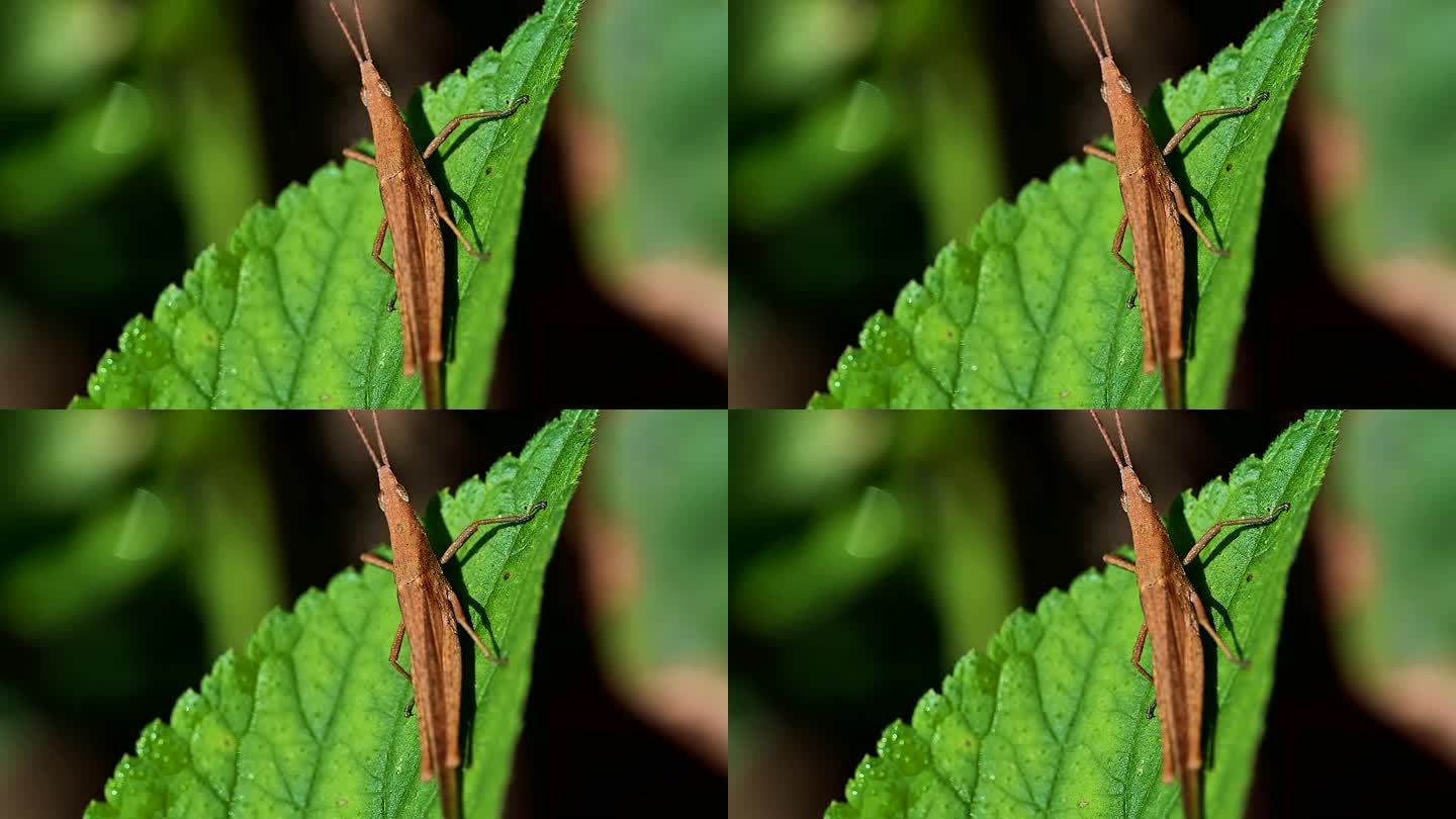 绿叶上蚂蚱微距实拍视频