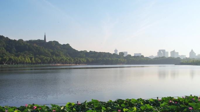 夏天杭州西湖里碧绿的荷叶和粉红的莲花