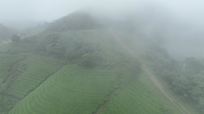 日出景色晨曦雾霭中的空中无人机摄像头飞越茶园露台，位于越南北部普陀省龙科山区