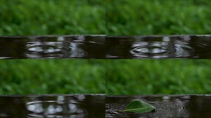 雨滴落叶-高速摄影