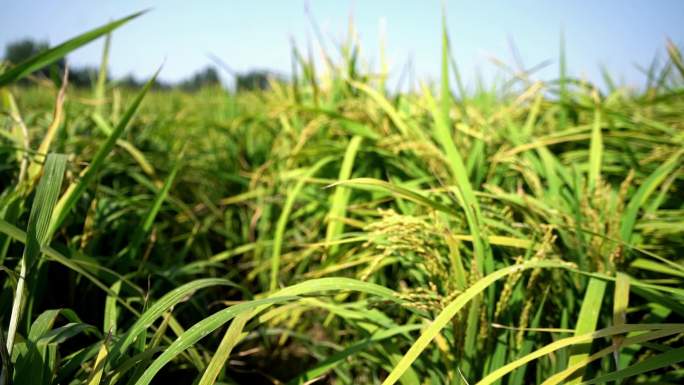 水稻种植成熟丰收2k素材
