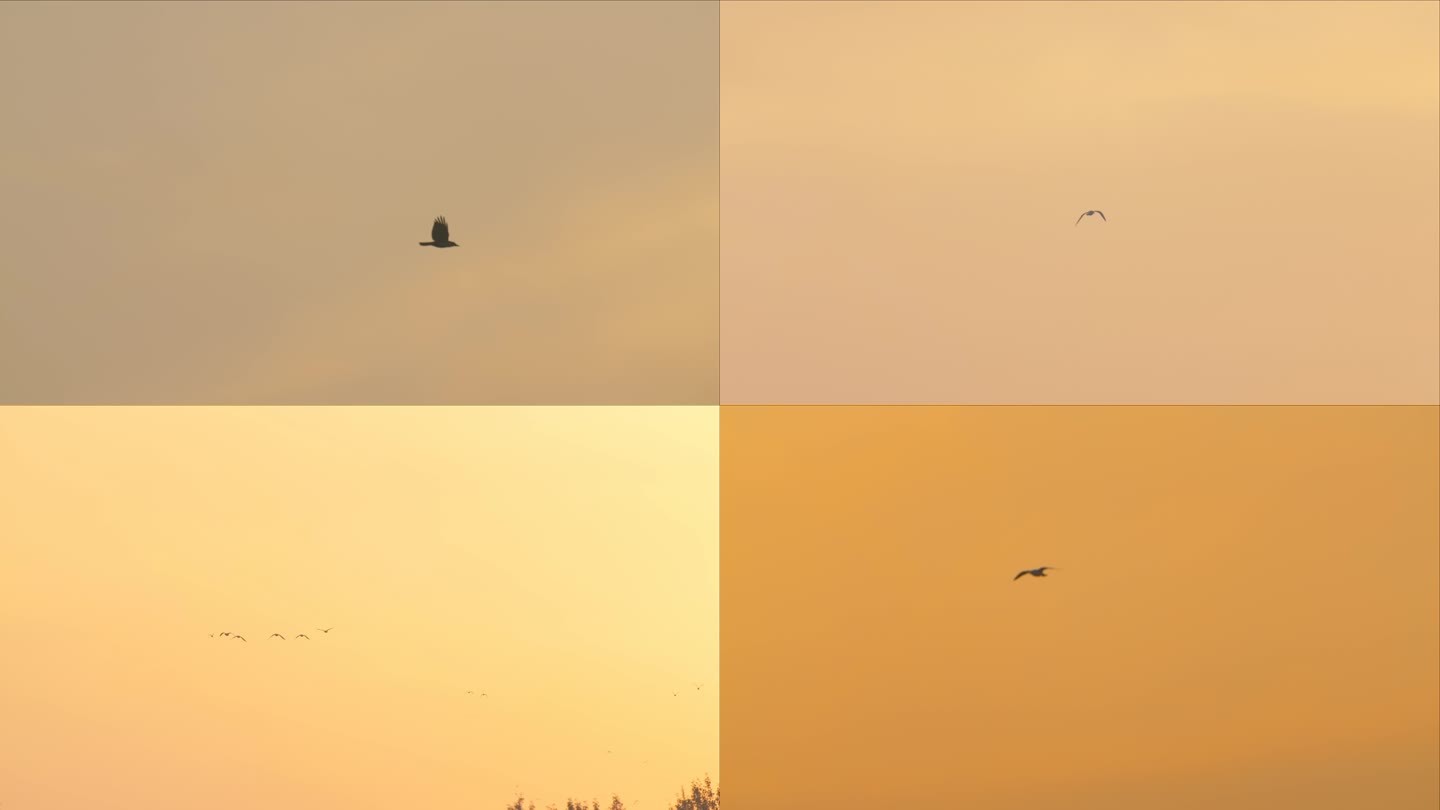 4K夕阳下迁徙的鸟儿素材合集