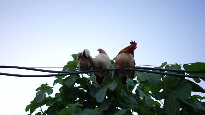 一群矮脚母鸡坐在电线上。