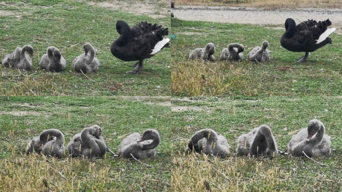 黑天鹅生小崽小天鹅新生命诞生生育哺育母爱