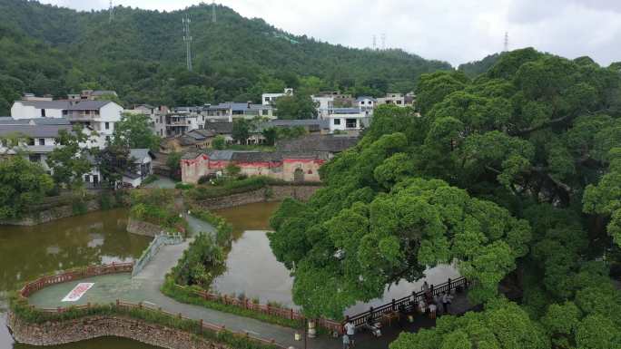 龙南市正桂村 大榕树