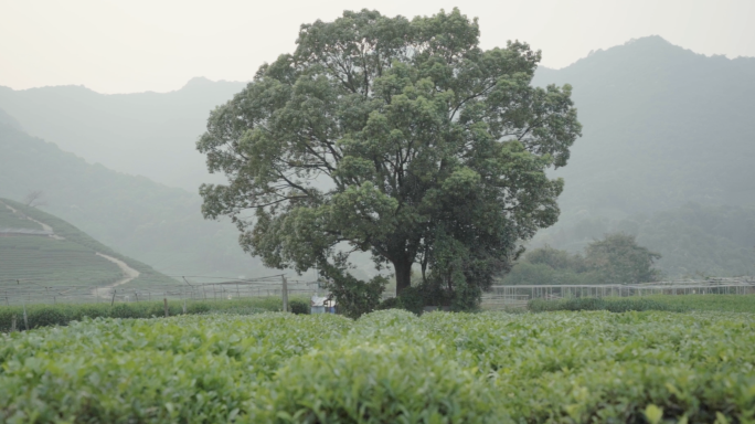 茶叶 茶园 茶树