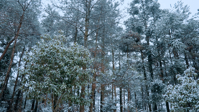 小寒初雪冬天下雪小雪霜降雪景大雪大寒立冬