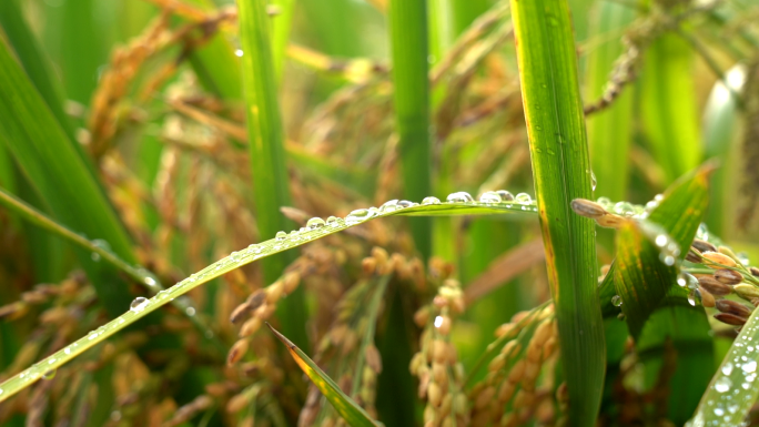 水稻露水