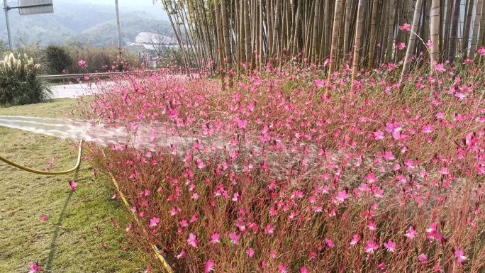 秋天园丁浇花浇水紫色花朵竹林