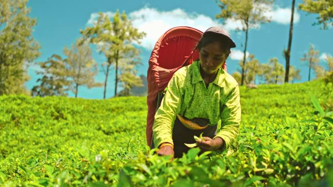 在斯里兰卡茶园工作的当地妇女