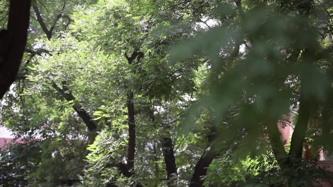 校园意境校园风景校园树叶校园荷花