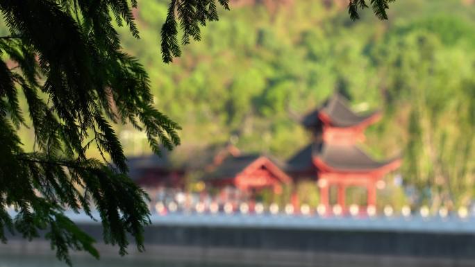 重庆照母山人和水库植物视频背景素材