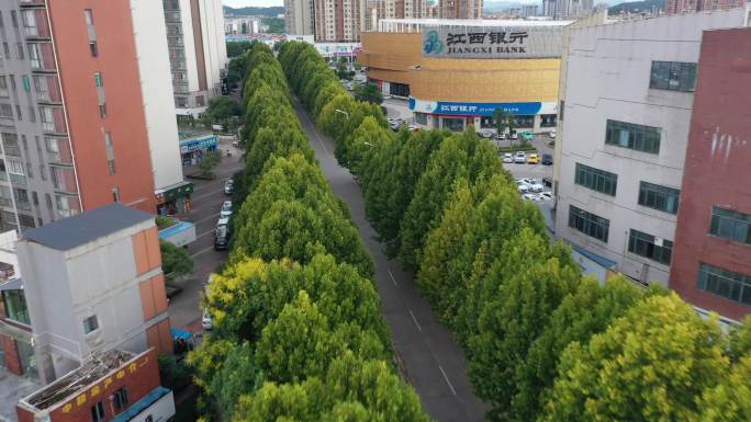 龙南街道 绿化 最美街道 江西赣州