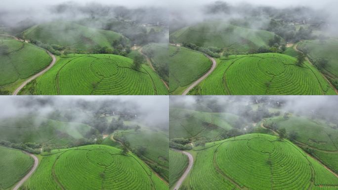 日出景色晨曦雾霭中的空中无人机摄像头飞越茶园露台，位于越南北部普陀省龙科山区