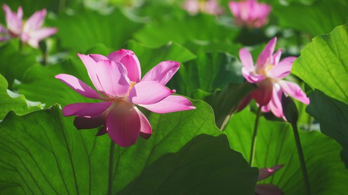 夏天杭州西湖里碧绿的荷叶和粉红的莲花