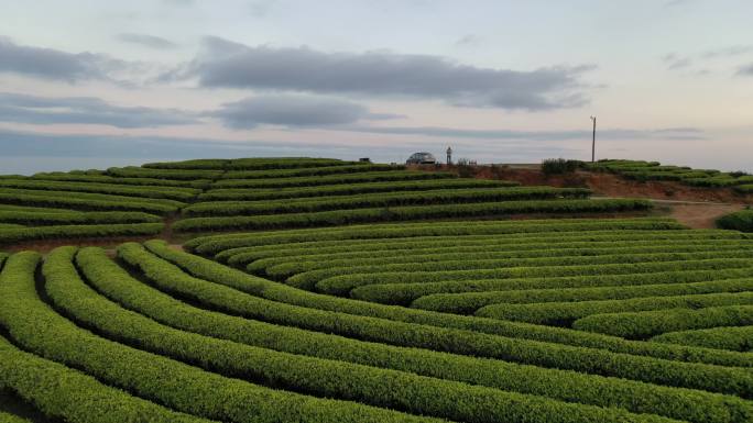 春天的茶园，无人机视角