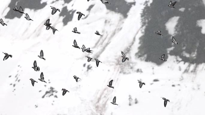 雪山飞翔的鸽群 升格 4K
