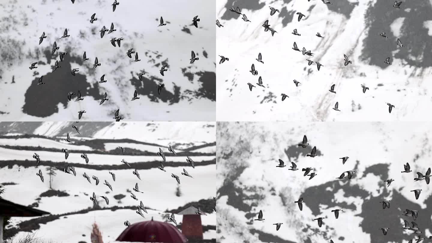 雪山飞翔的鸽群 升格 4K