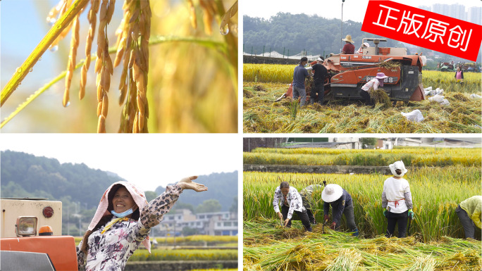 农业丰收水稻农民收割庄稼大米机械耕种收割