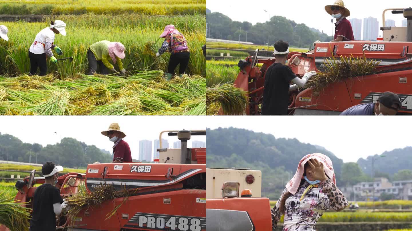 农业丰收水稻农民收割庄稼大米机械耕种收割