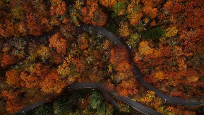 秋天美丽的森林中蜿蜒的道路。正上方的空中视频