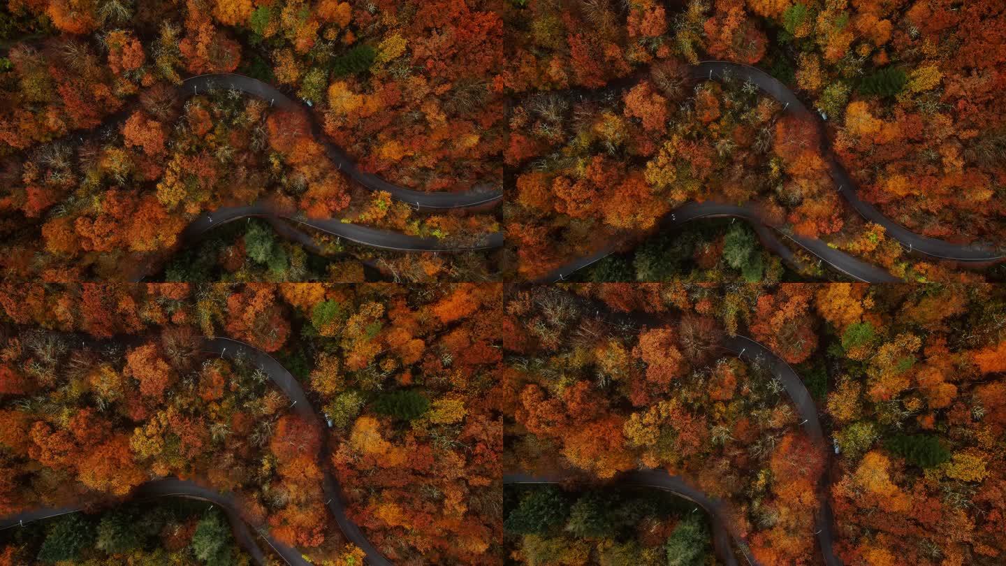 秋天美丽的森林中蜿蜒的道路。正上方的空中视频