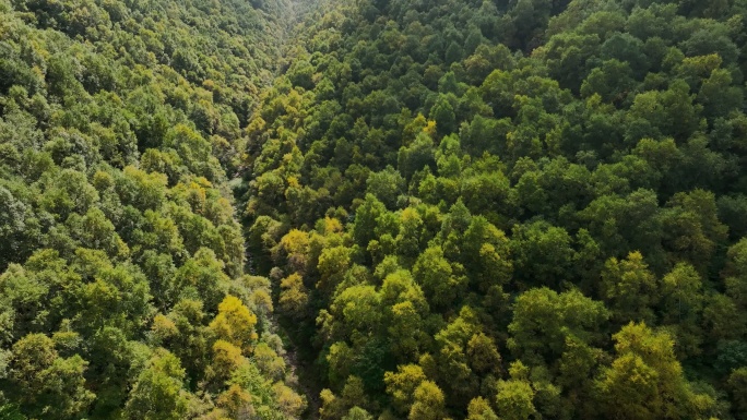 秋季山区森林航拍