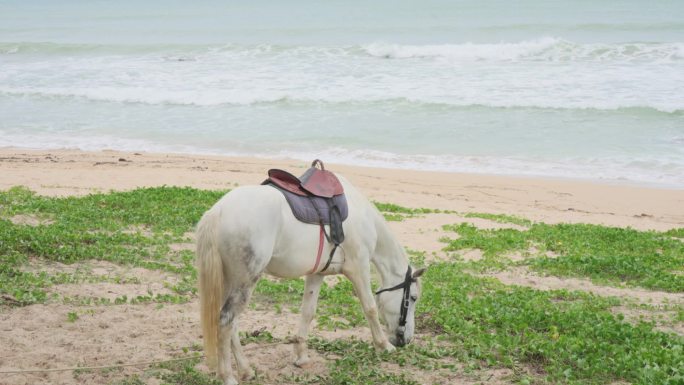 海边白马绿植动物马海浪视频素材